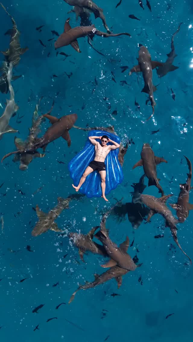 Another Friday with sharks 🦈