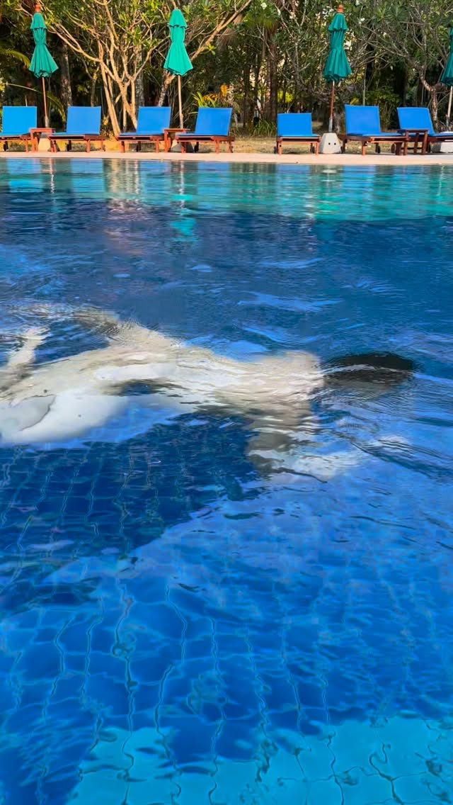 我想我应该生活在热带🏝️